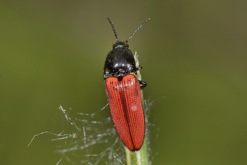 Ampedus sp. (Elateridae)